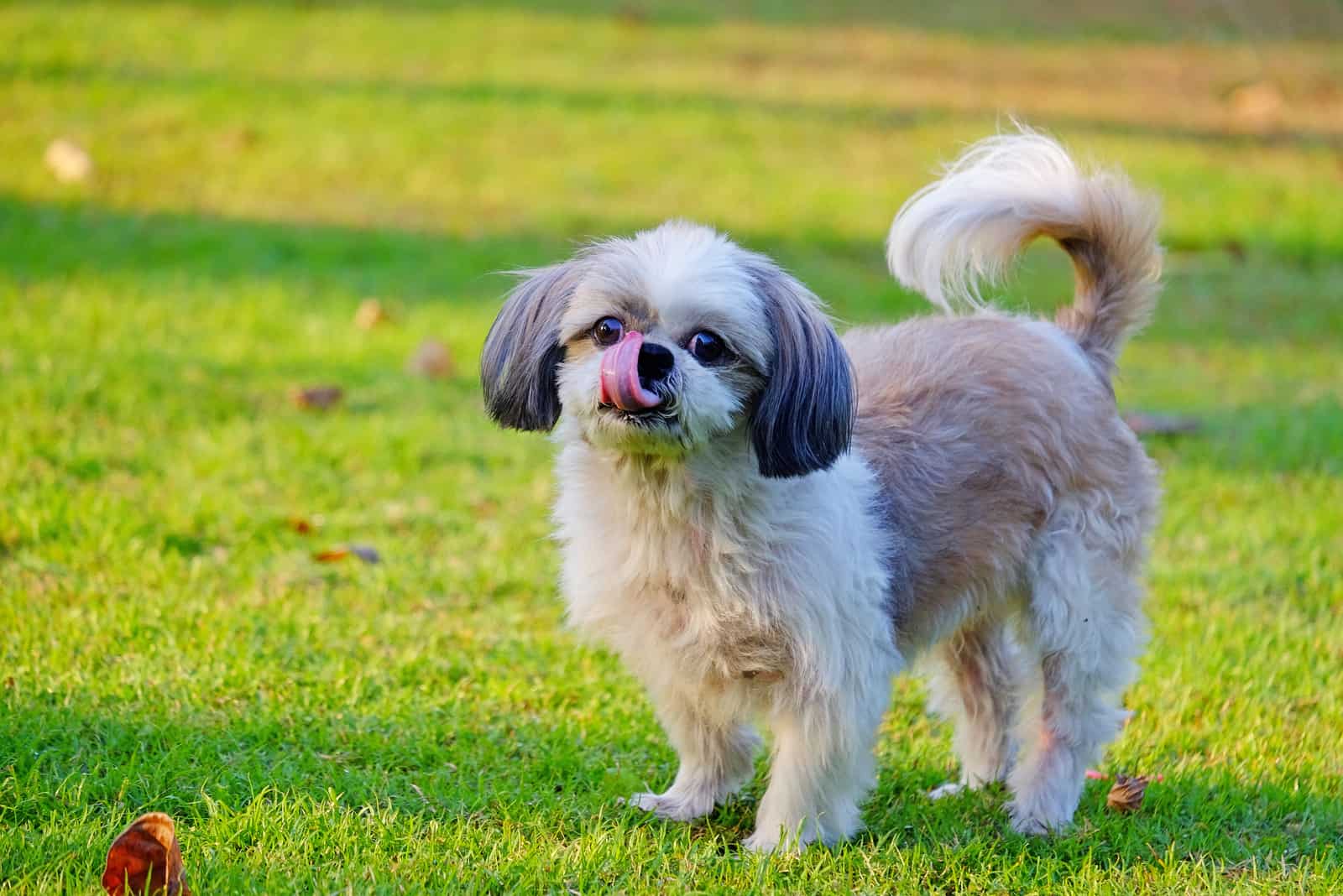 Shih Tzu dog standing and making cheeky face on grass