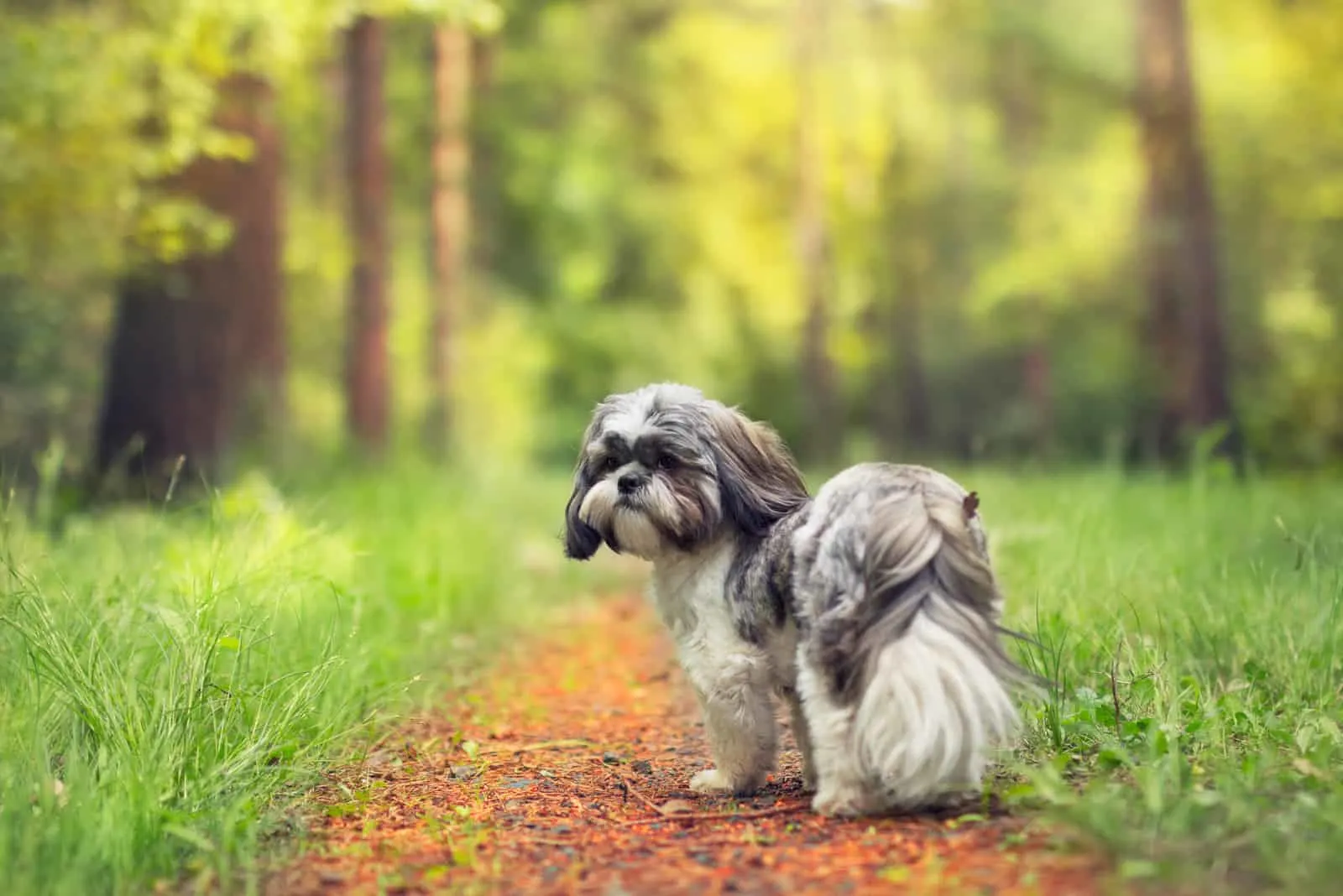 Shih Tzu dog walks through the woods