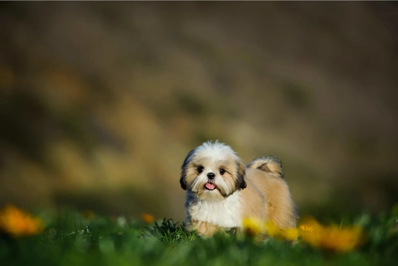 Shih Tzu puppy in flower field
