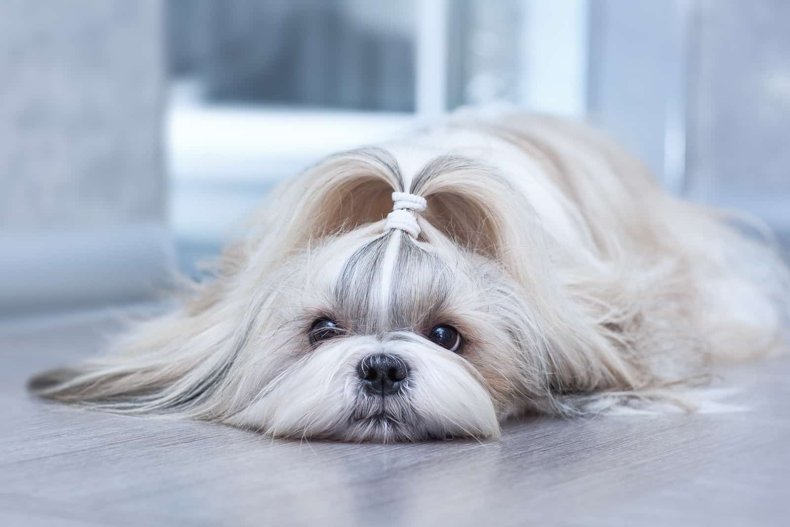 Shih tzu dog lying at home 