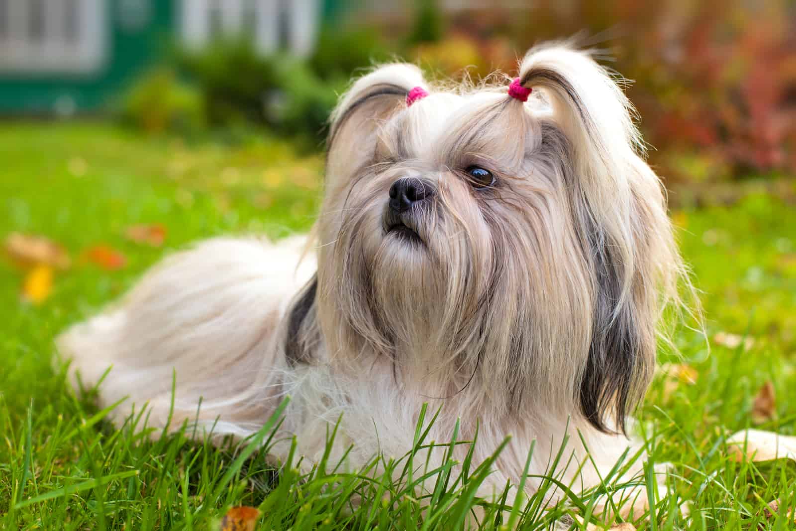 How Much Does A Shih Tzu Cost? Buying And Raising Shih Tzus