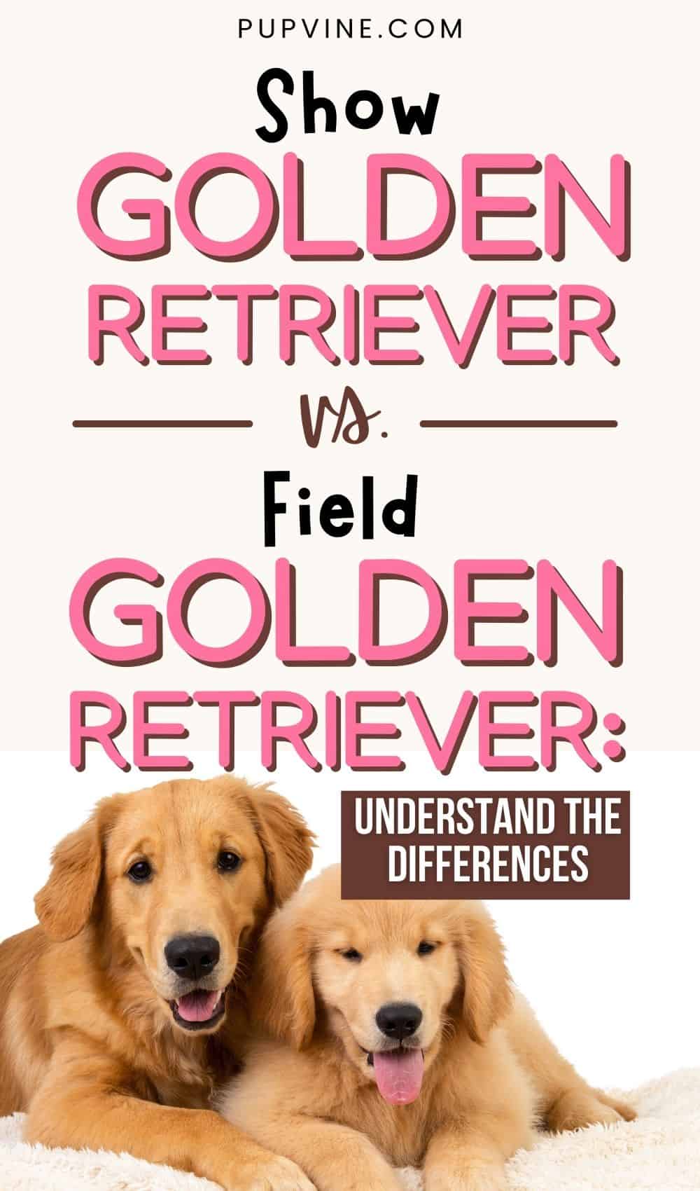 Show Golden Retriever Vs. Field Golden Retriever – Understand The Differences