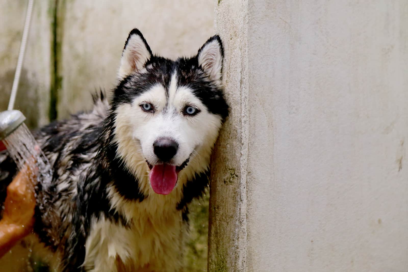 Siberian Husky black and white colors with blue eyes bathing by owner