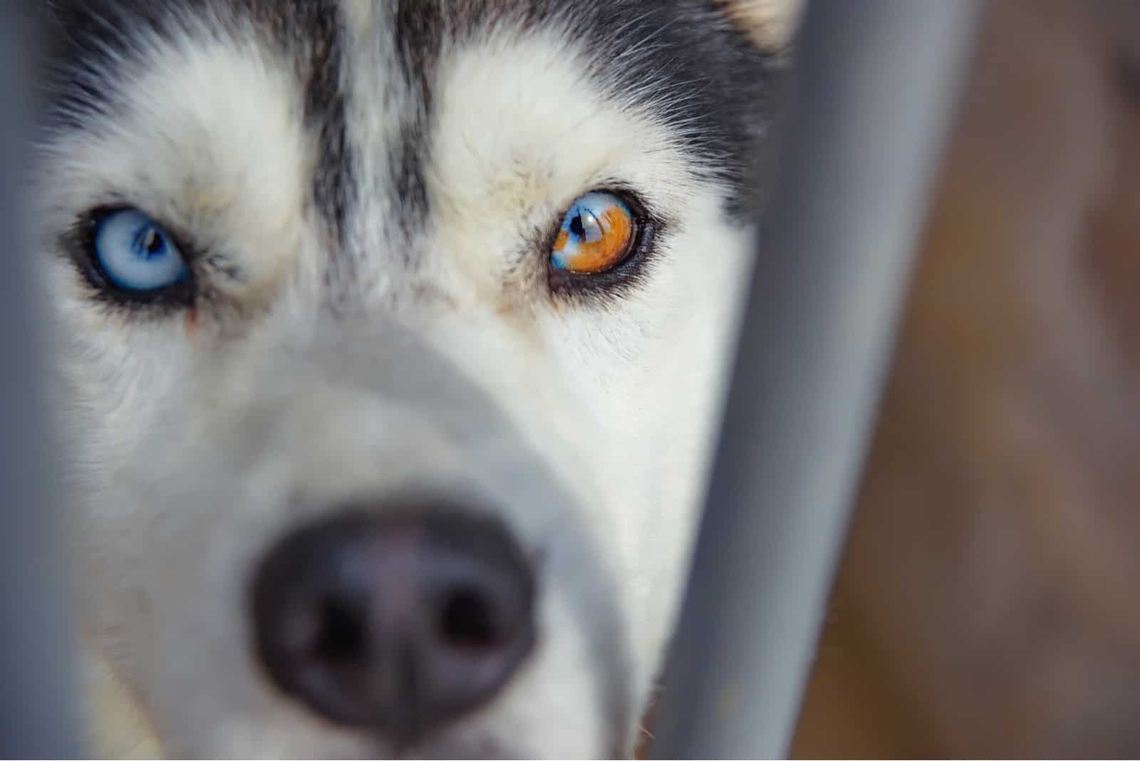 Siberian Husky dog with eyes of different colors