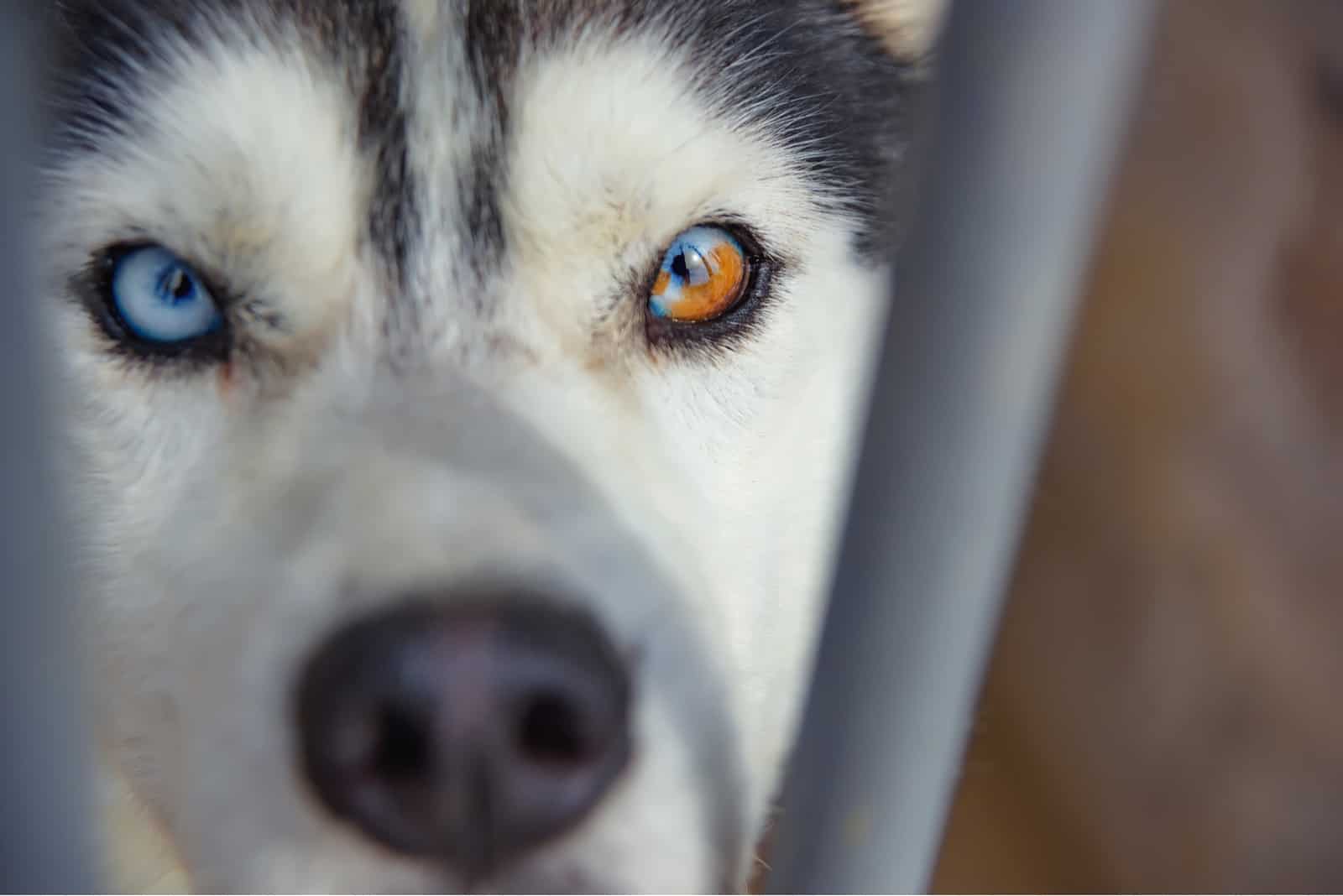 Husky Color Chart