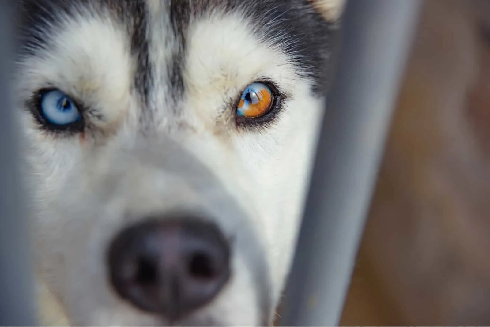 why do huskies eyes change color