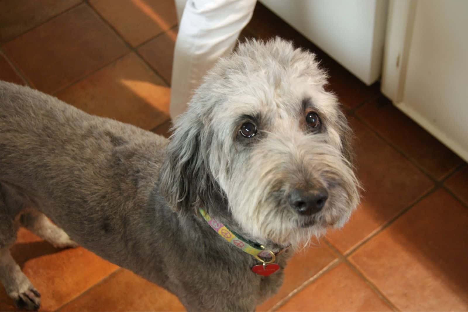 Silver Goldendoodle stands in the kitchen