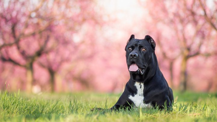 Cane Corso Colors: An Array Of Stunning Shades