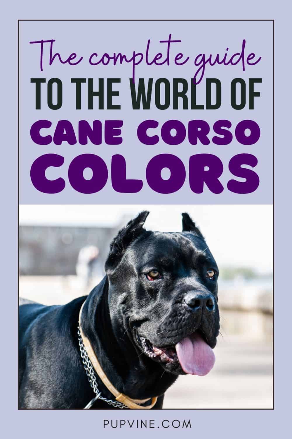 The Complete Guide To The World Of Cane Corso Colors