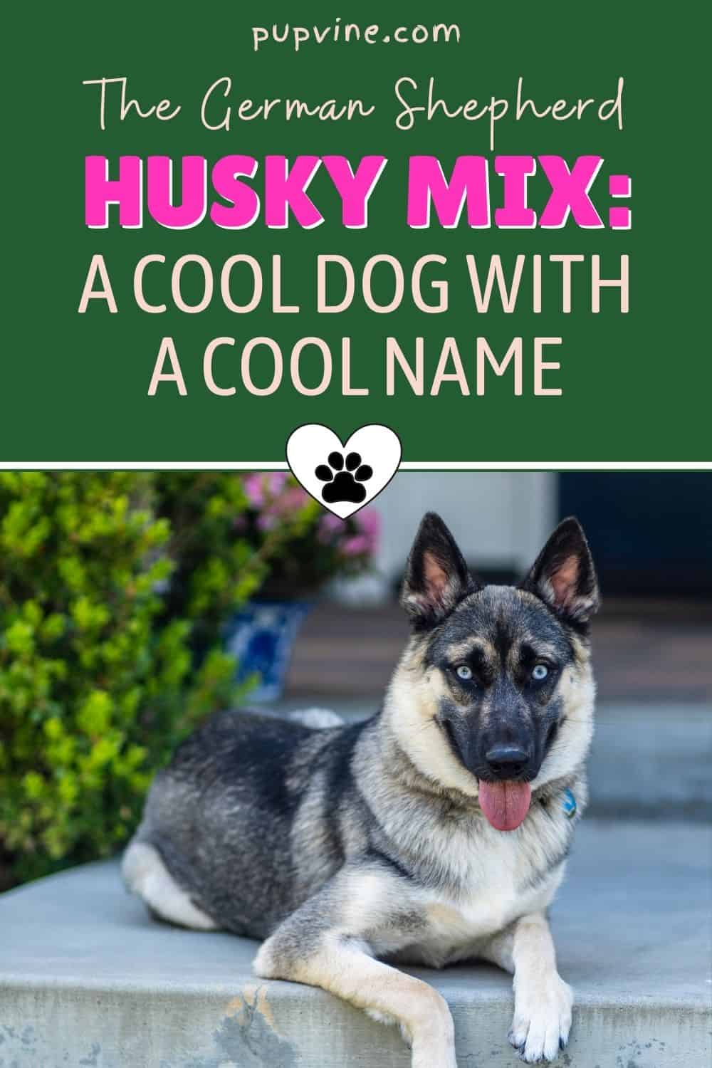 The German Shepherd Husky Mix: A Cool Dog With A Cool Name