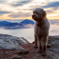 Goldendoodle dog stands on top of the mountain