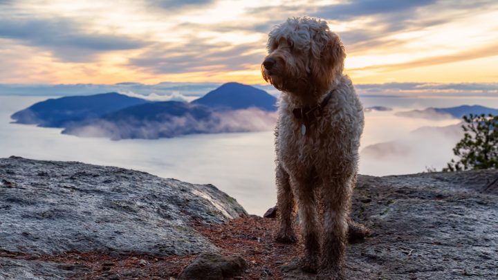 The Goldendoodle Lifespan: How Long Do Goldendoodles Live?