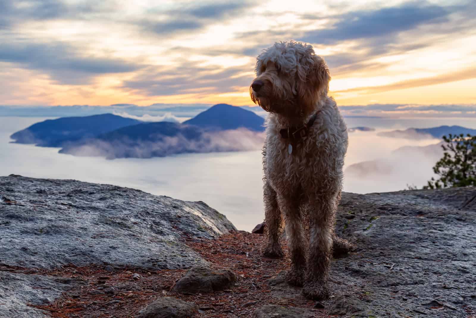 Goldendoodle dog stands on top of the mountain