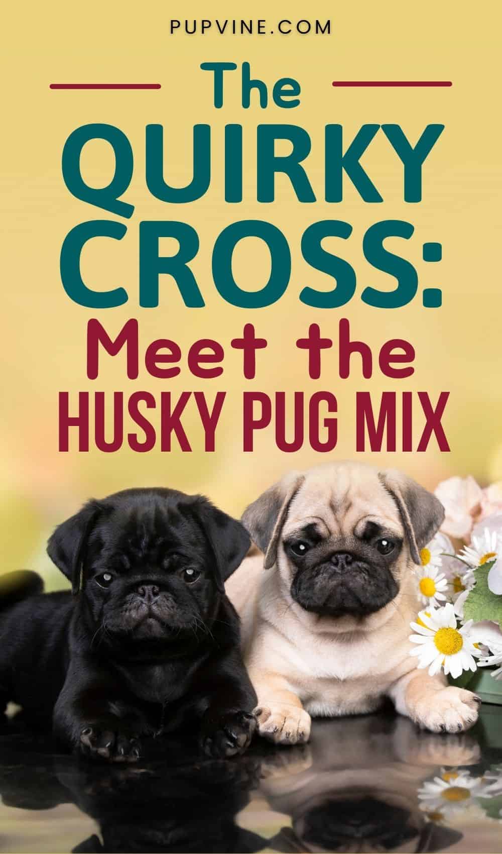 The Quirky Cross Meet The Husky Pug Mix