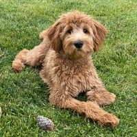 a red goldendoodle lies in the yard