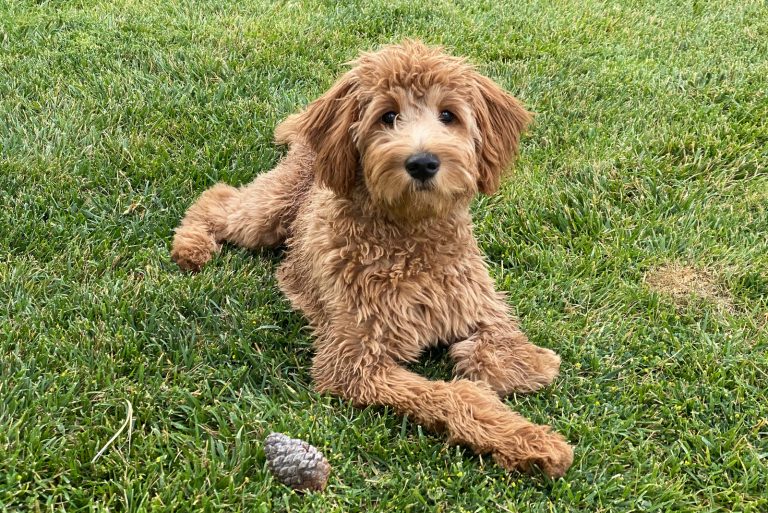 a red goldendoodle lies in the yard