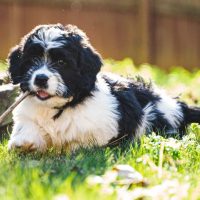 cute saint berdoodle in grass