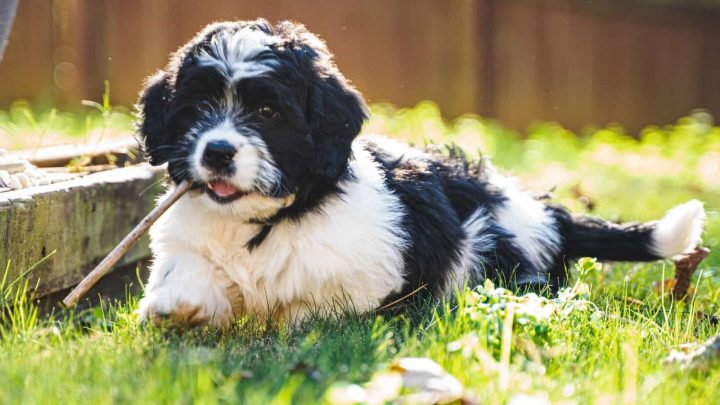 The Saint Berdoodle: Guard Dog, Gentle Giant, And Nanny