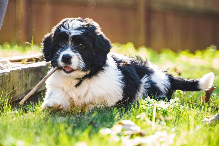 cute saint berdoodle in grass