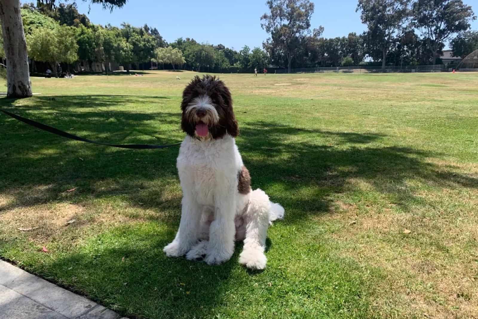 The Saint Berdoodle Guard Dog, Gentle Giant, And Nanny!