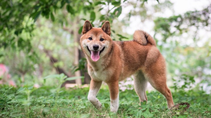 The Shiba Inu Lifespan: How Long Do Shiba Inu Dogs Live?
