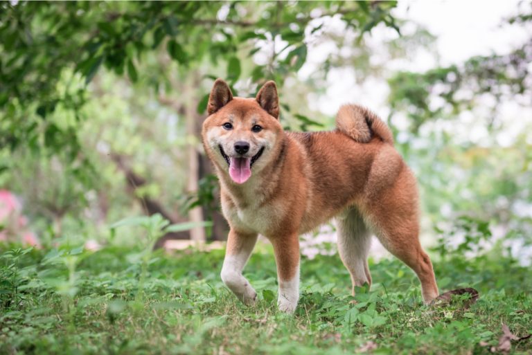 cute Shiba Inu dog outdoors