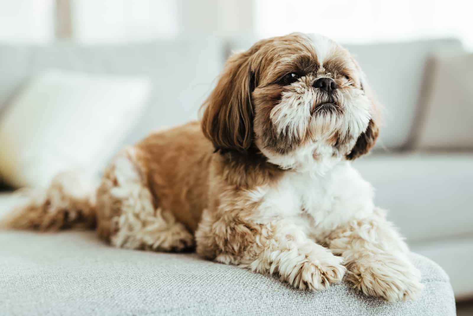 The Shih-Tzu dog lies on the sofa in the living room