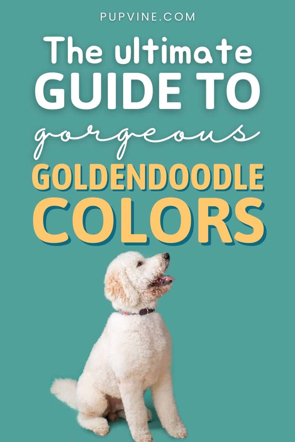 The Ultimate Guide To Gorgeous Goldendoodle Colors