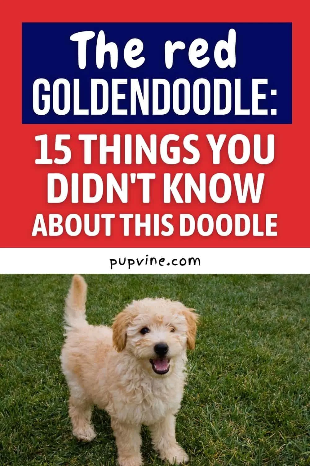 The Red Goldendoodle: 15 Things You Didn't Know About This Doodle