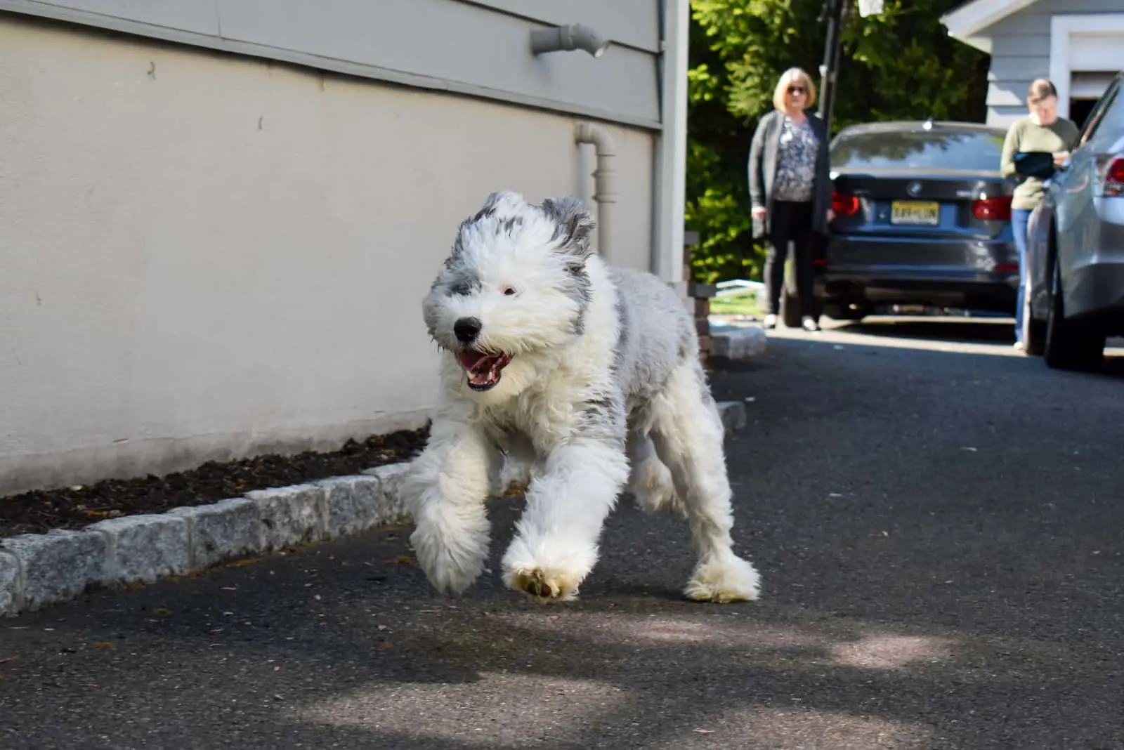 The sheepadoodle puppy runs merrily down the street