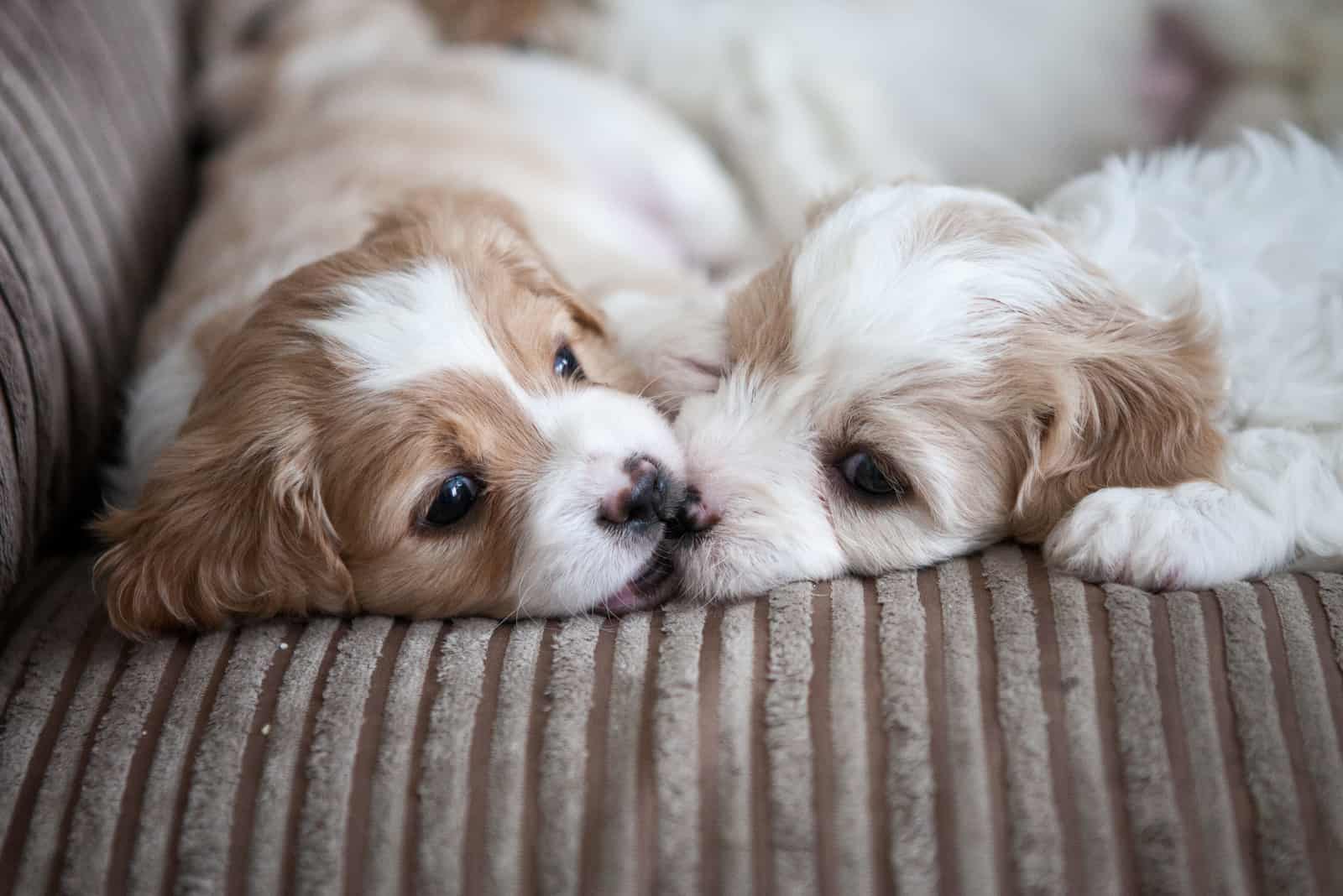 Two Cavachon Puppies Lying on a Couch 