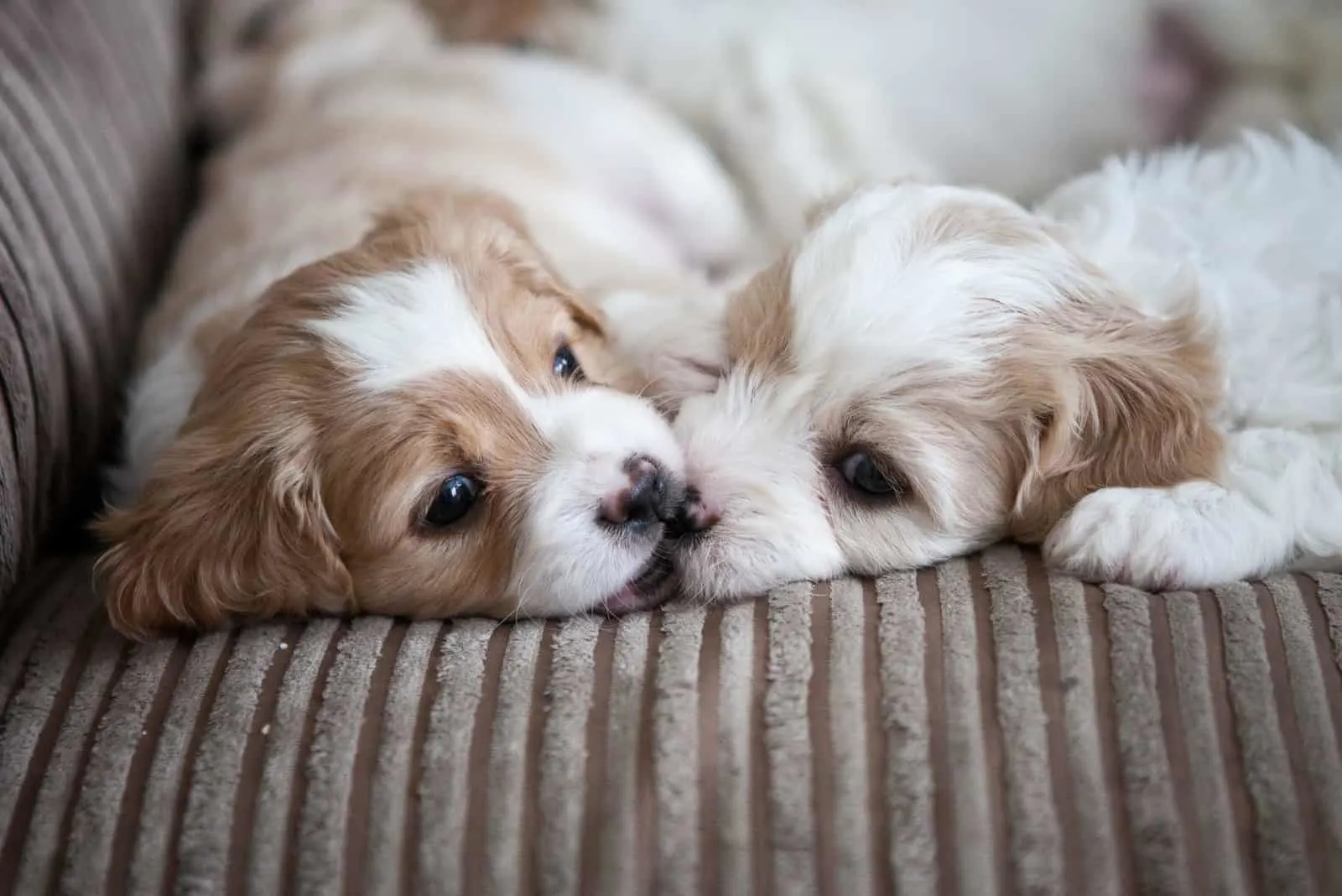 Two Cavachon Puppies Lying on a Couch 