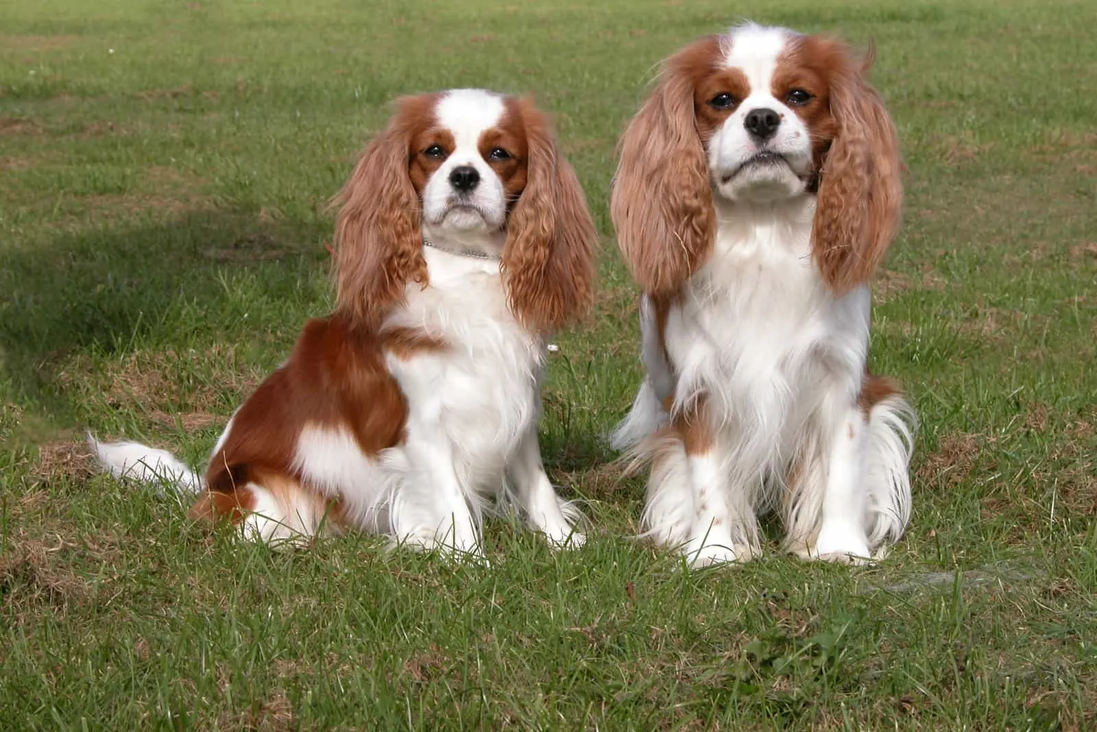 Two Cavalier King Charles Spaniels on grass