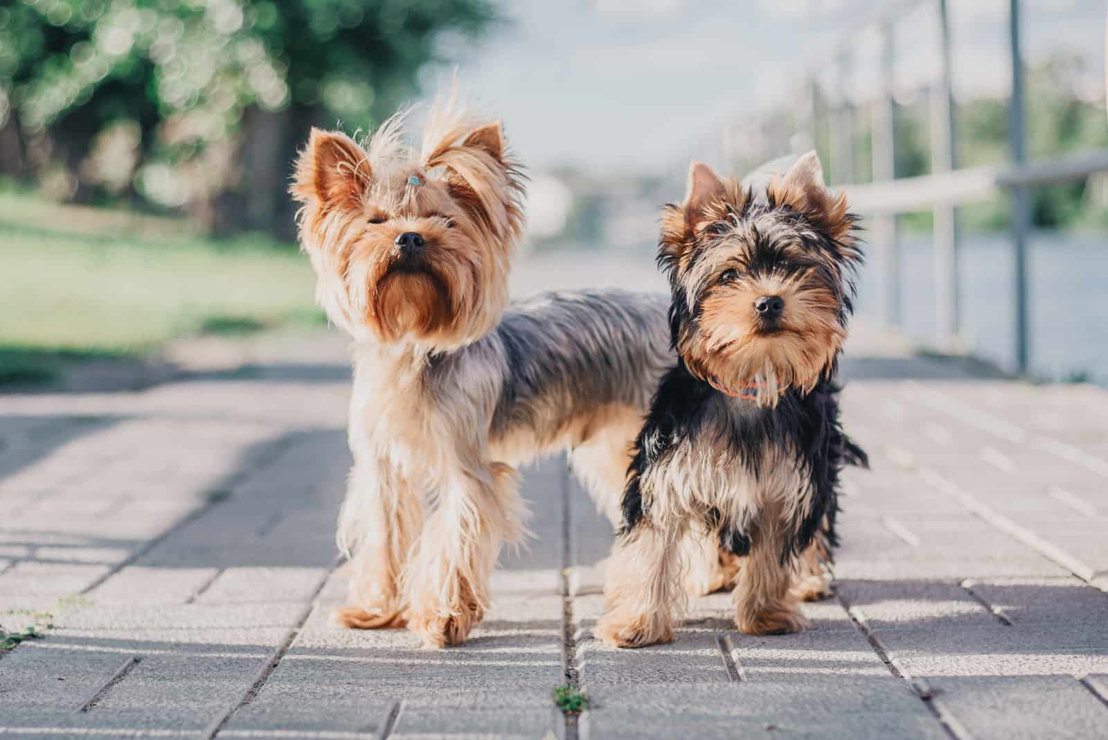 Two Yorkshire terrier dogs on the walk