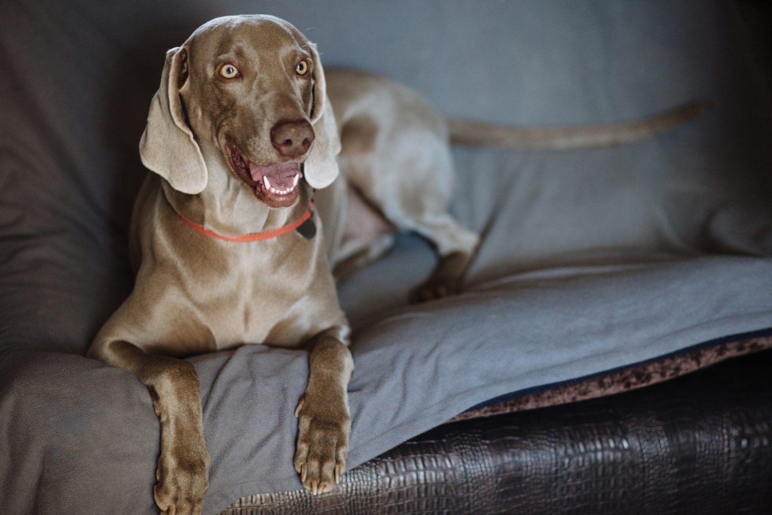 Do Weimaraners Shed? Advice On Grooming Your Weimaraner