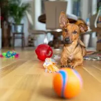 dog lies on the floor of the room with many colorful toys