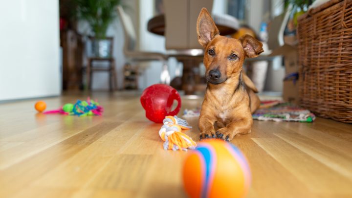 What Colors Can Dogs See? Are They Colorblind?