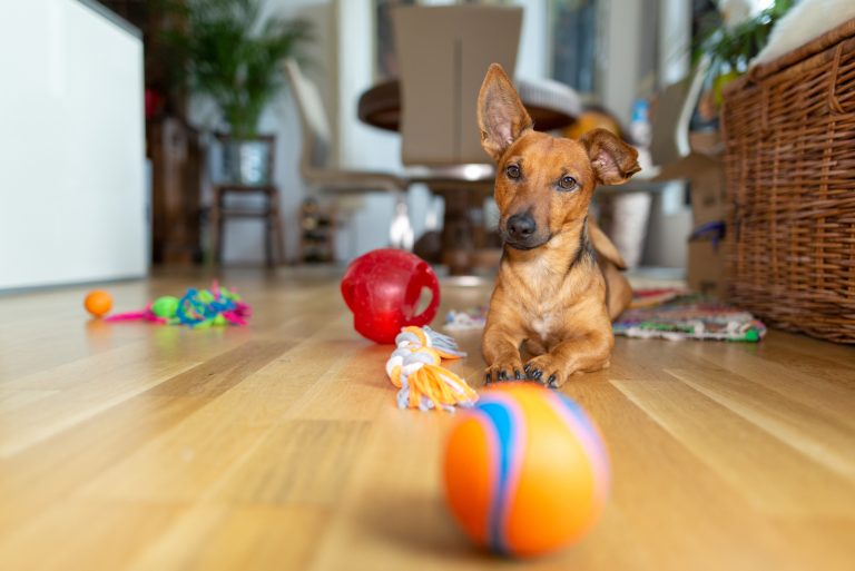 dog lies on the floor of the room with many colorful toys