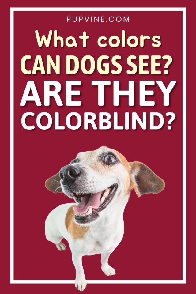 A List Of Colors Dogs Can See