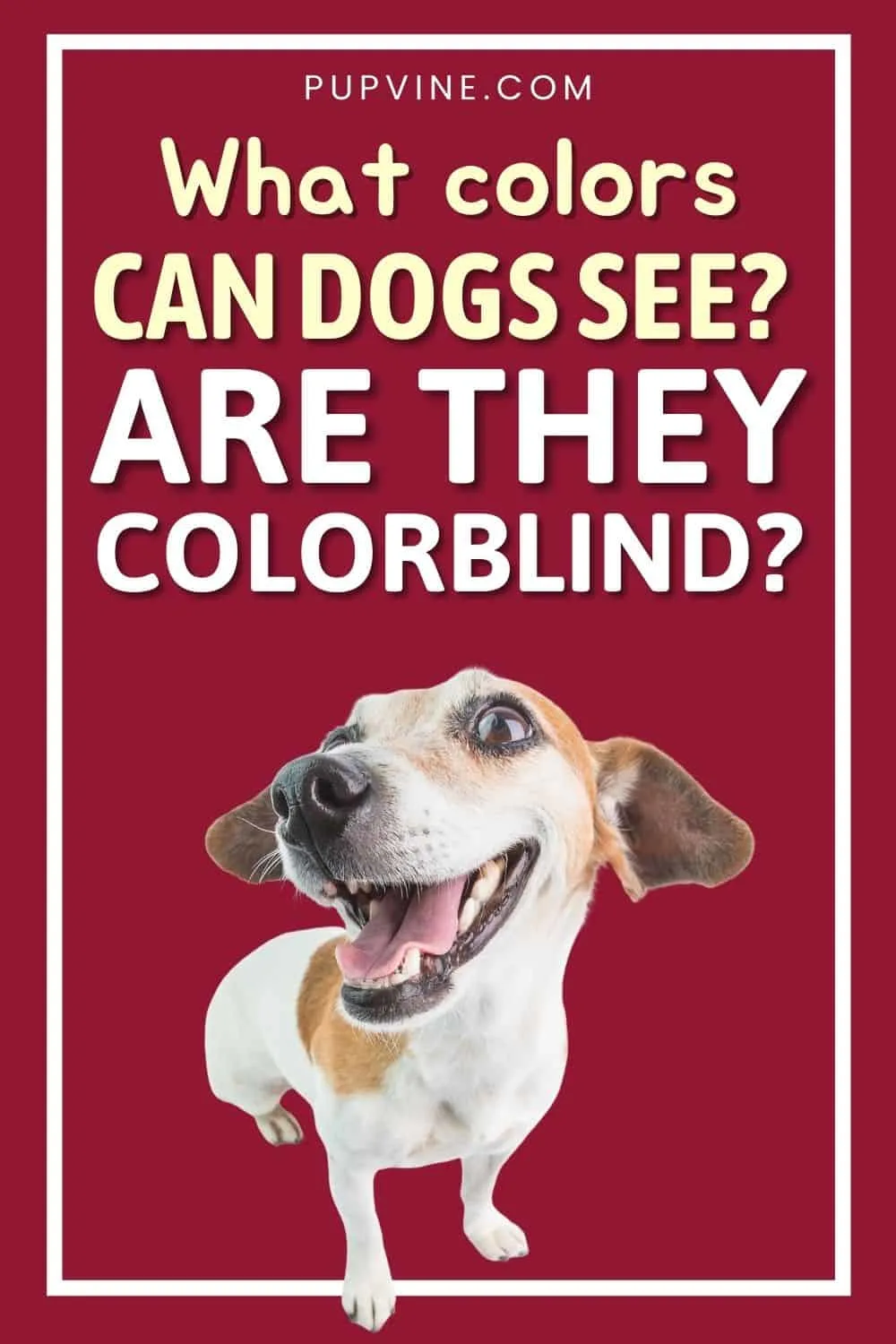 What Colors Can Dogs See? Are They Colorblind?