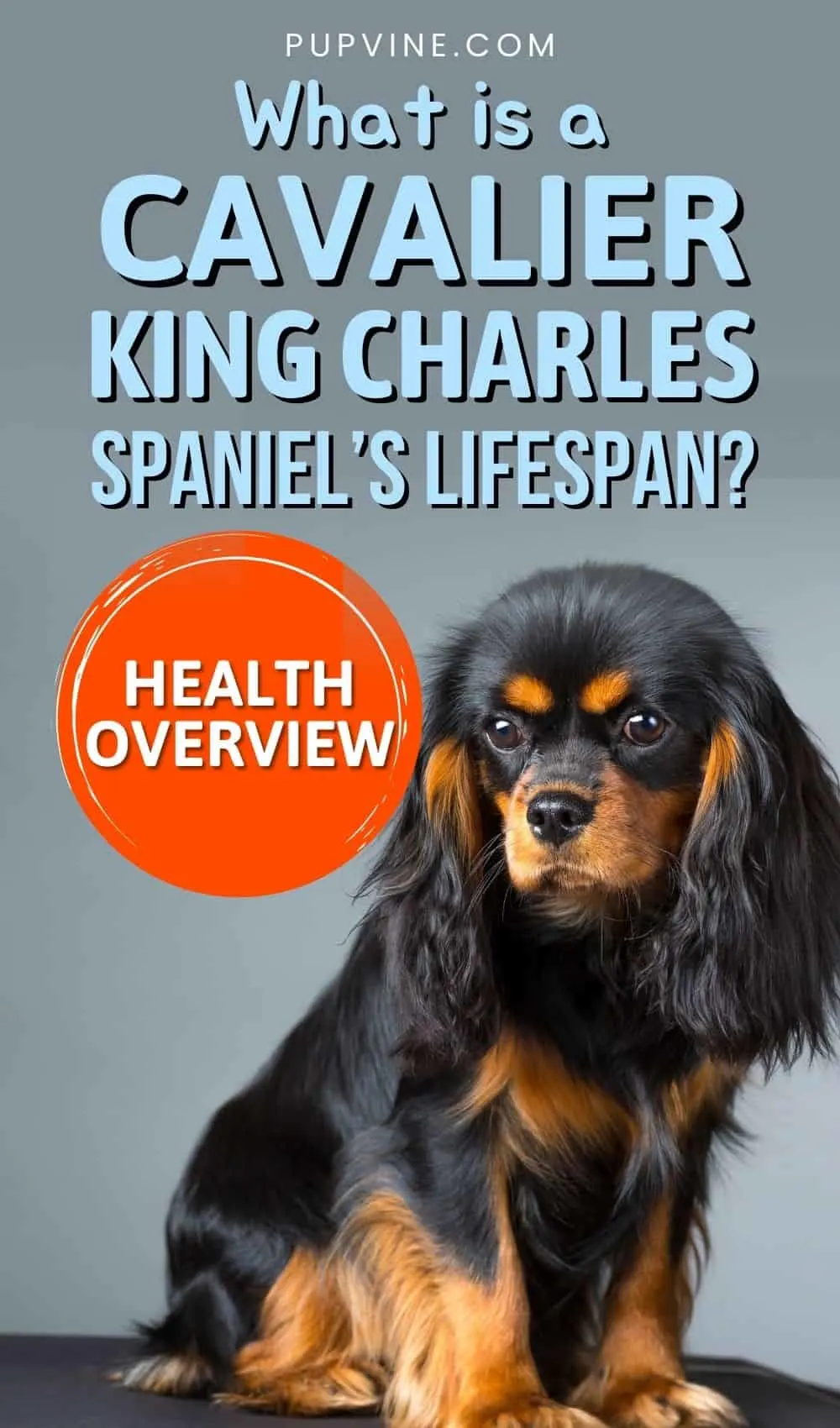 What Is A Cavalier King Charles Spaniel’s Lifespan Health Overview