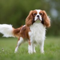 purebred Cavalier King Charles Spaniel dog
