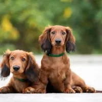 two cute dachshunds