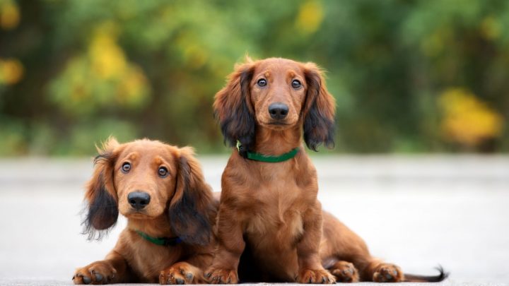 Why Are Dachshunds So Needy? Dealing With Clingy Wiener Dogs