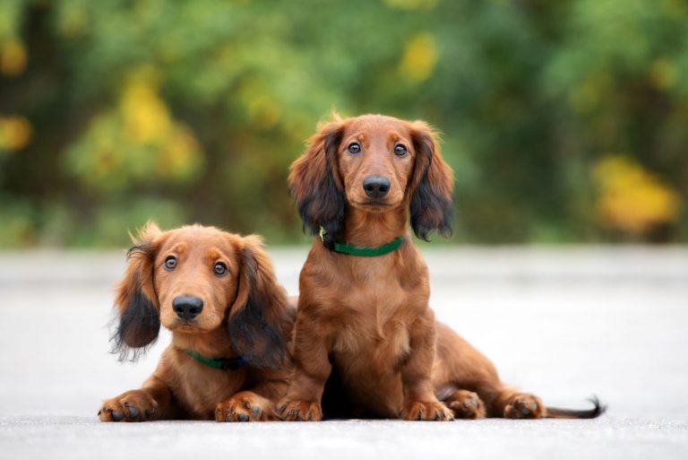two cute dachshunds