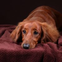 Beautiful dachshund dog lying