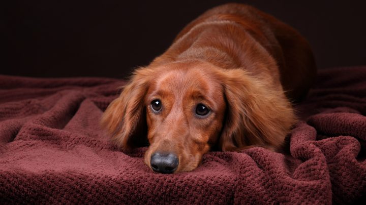 Why Do Dachshunds Shake? The Common Reasons And Remedies