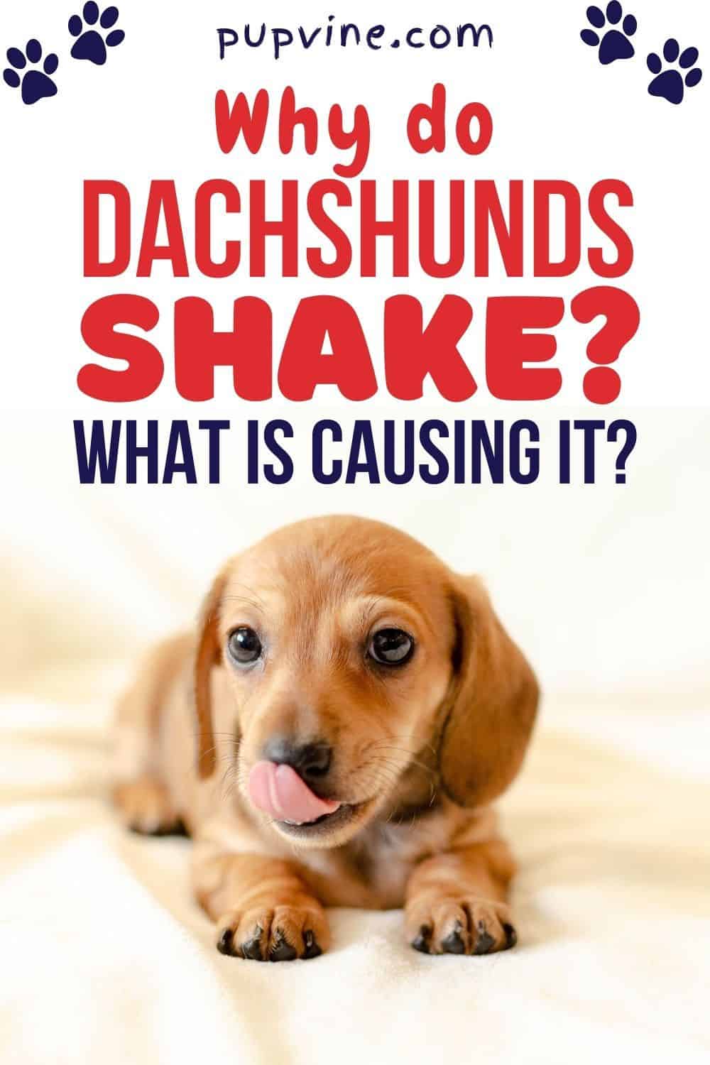 Why Do Dachshunds Shake? What Is Causing It?