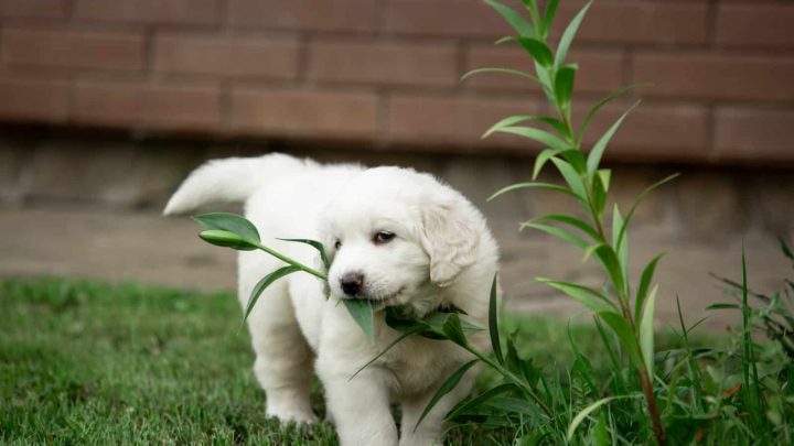 how to keep your dog from eating grass