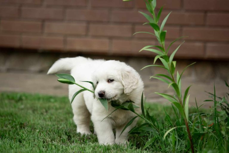 cute white dog eating grass